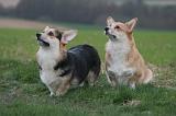 CORGI PEMBROKE 1375